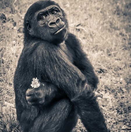 gorilla.jpg